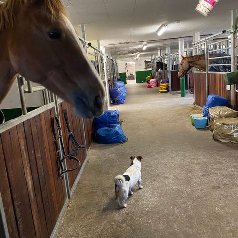 Stallplass til leie på Horpestad (Klepp)