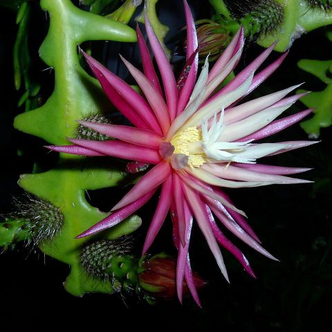 Selenicereus ''Anthonyanus'' / Orchid Cactus - Planteklare Stiklinger