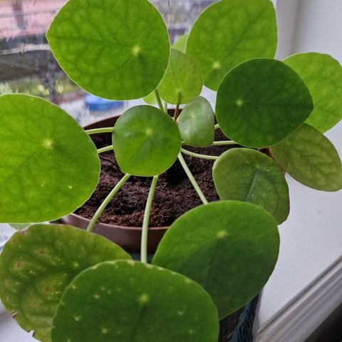 Elefantøre/pengeplante/Pilea