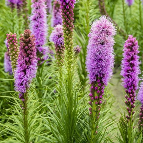 Akssøyleblomst «Liatris Spicata» - Staude