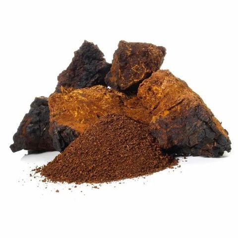 chaga