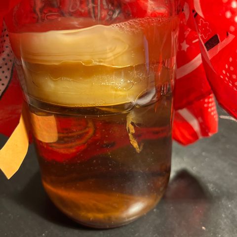 Scoby kombucha starter