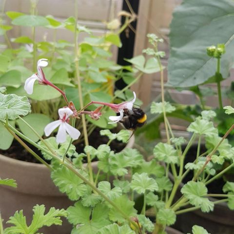 Duft pelargonia odoratissimum, eplegeranium