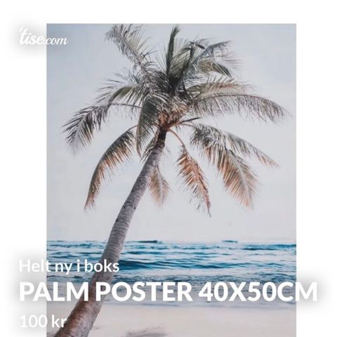 Palm Poster 40x50cm