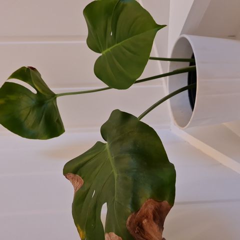 Monstera plante