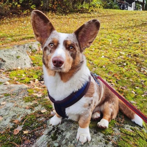 Cardigan corgi søker nytt hjem helt uten barn/ungdommer