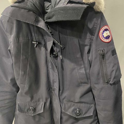 Canada goose