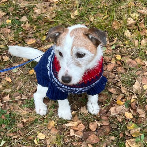 Håndstrikkede Marius hund/katt gensere selges