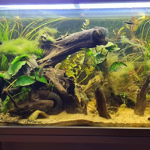 200 liter akvarium