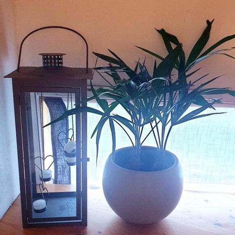 Elegant plante i fin størrelse for salg!