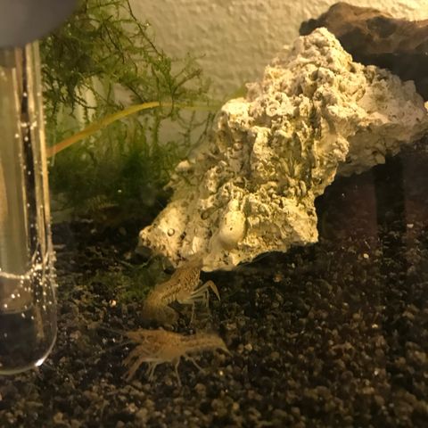 Akvarie Kreps ( Procambarus paeninsulanis )