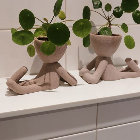 Pilea uten potte