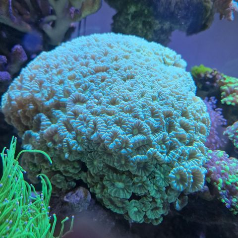 Koraller til saltvann akvarium
