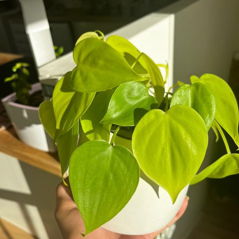 Philodendron Lemon Lime Stiklinger