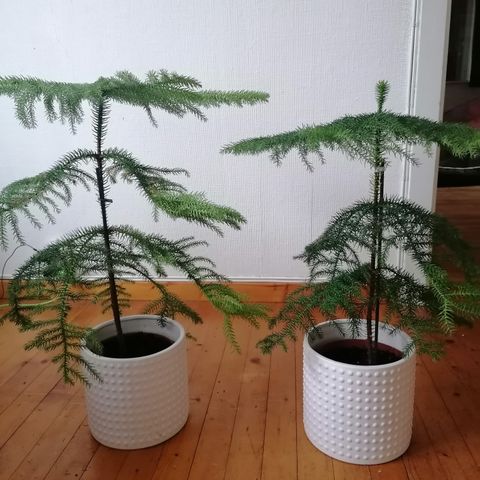 ARAUCARIA, stuegran, 65 cm