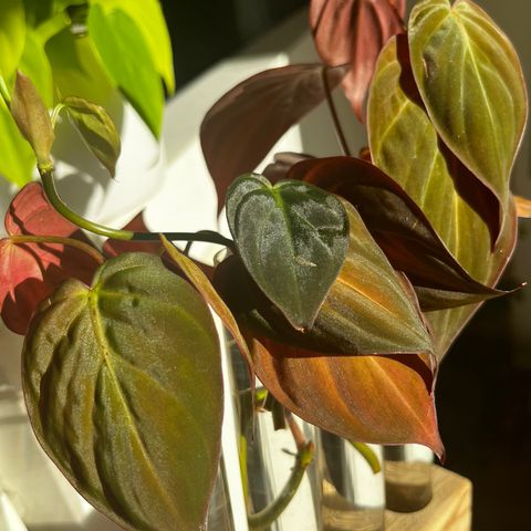 Philodendron Micans Stiklinger