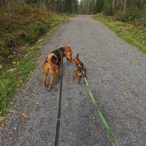 Hundepass i Bærum