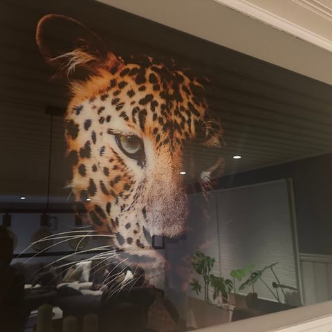 Leopard glassbilde