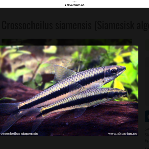 Crossocheilus siamensis (Siamesisk algeeter