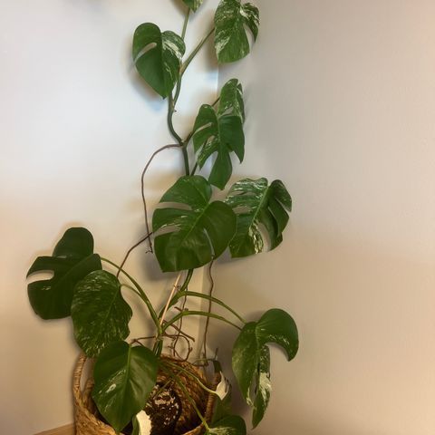 Monstera Variegata hel plante