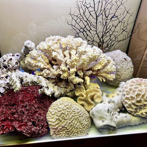 korallrev  ( uten akvarium)