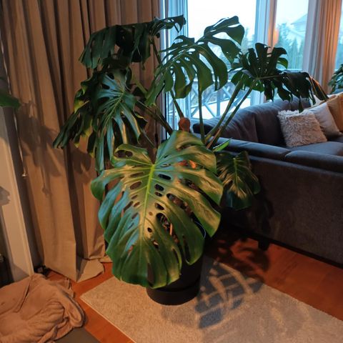 Stor og flott Monstera