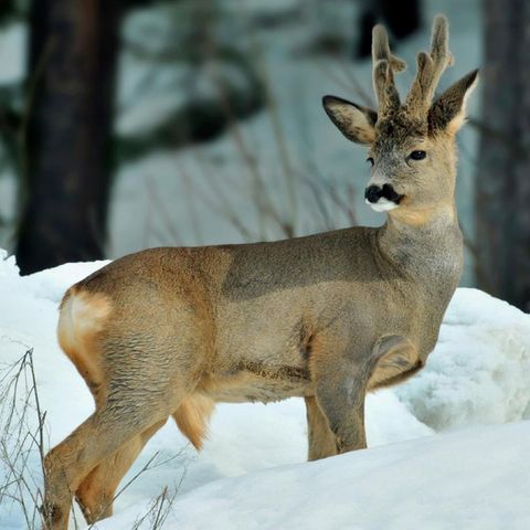 Terreng for skogsfugl- / rådyr-jakt innen 2t kjøring fra Trondheim ønskes leid.