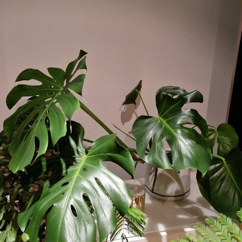 Monstera