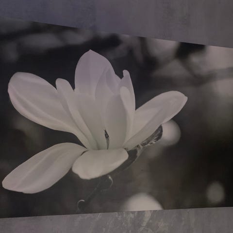 Annonsebilde