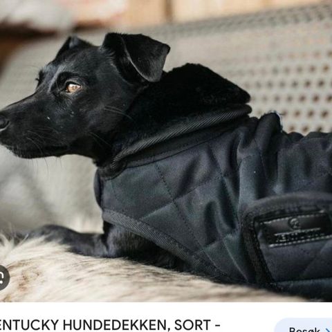 Kentucky hundedekken.