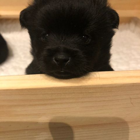 Schipperke valper