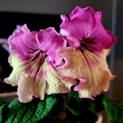 Streptocarpus / vrifrukt