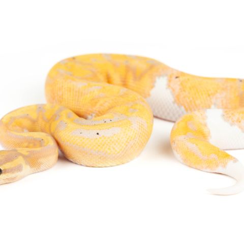 1.0 Banana piebald kongepyton