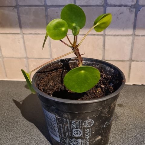 Pilea / elefantøre små, eviggrønne inneplanter