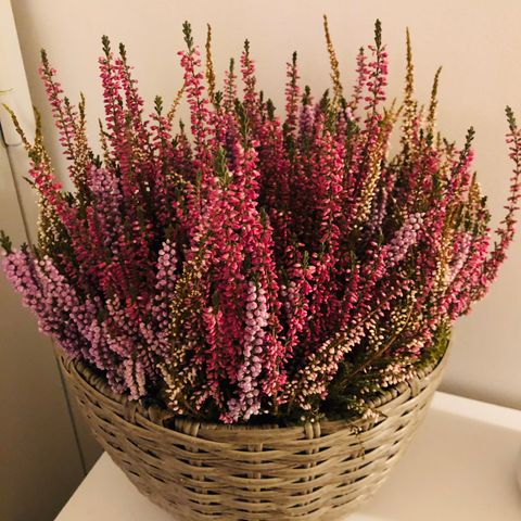 lyngblomst med blomsterpotte