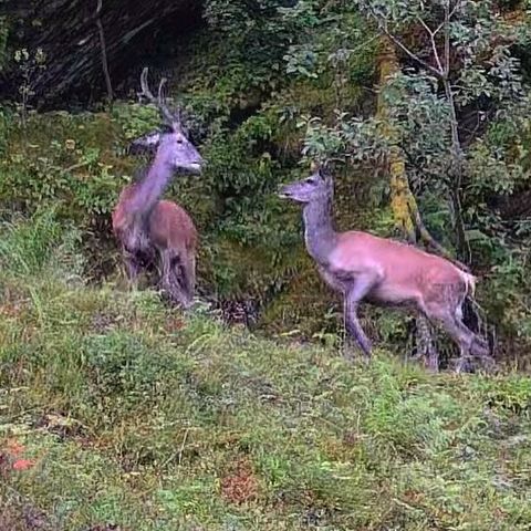 Hjorte og Rådyr løyver kjøpes i Vindafjord, Etne og Tysvær