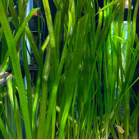 Vallisneria