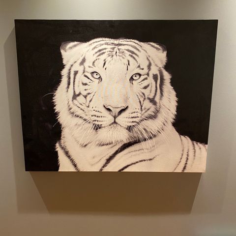 Tigerbilde