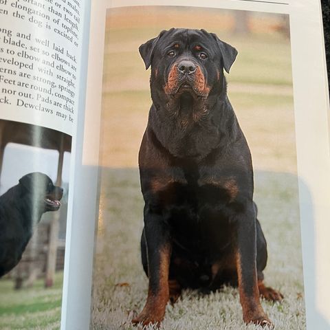 Rottweiler