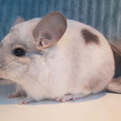 Hvit violet Angora bærer chinchilla