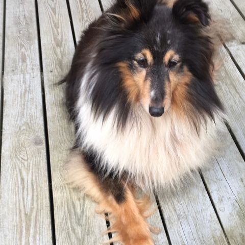 Shetland sheepdog  ønskes kjøpt