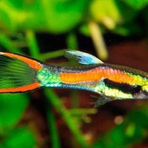 Endlers Guppy - Poecilia wingei