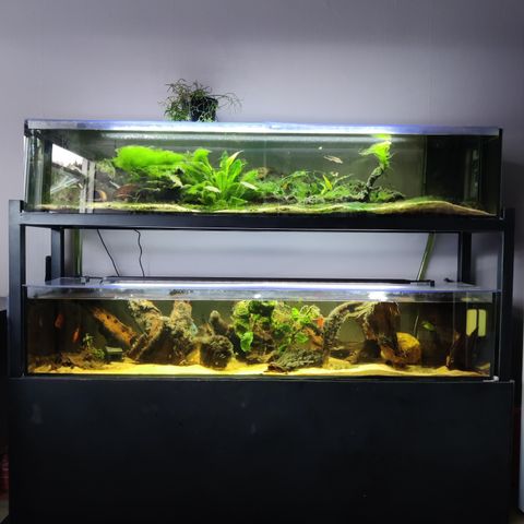 Spesialbygget akvarium