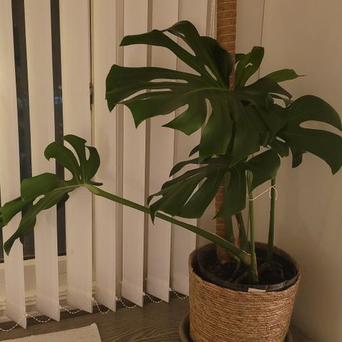 Monstera