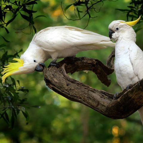 Erfaren papegøyemamma ser etter Kakaduejente, gultoppet Ønsket Kjøpt