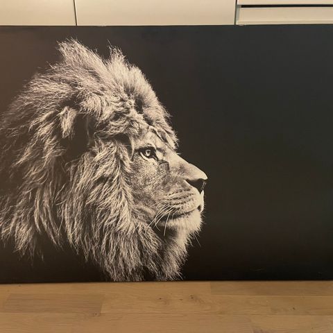 Løvebilde 100*70cm