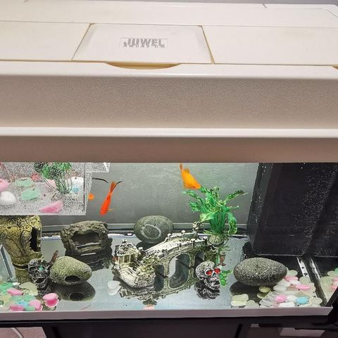 Akvarium juwel med fisker og tilbehør