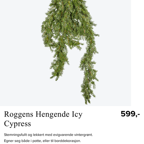 Roggens Hengende Icy Cypress. Home & cottage