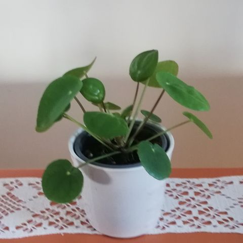 Inneplante inneplante Pilea peperomioides / elefantøre/