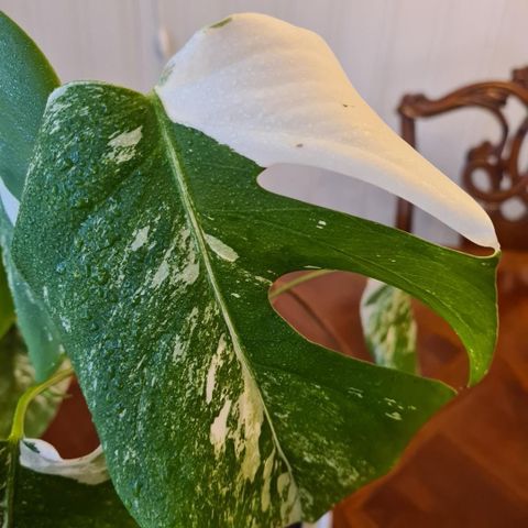 Nydelig blomst (Monstera variegata)